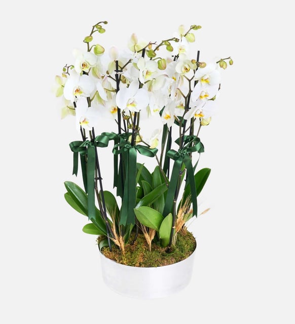 8-dal-beyaz-orkide-aranjmani-at3492-1dc1a7f4-f554-444d-91b4-fefa8c110f23