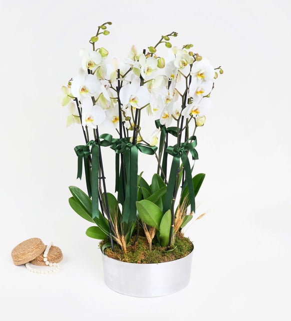 8-dal-beyaz-orkide-aranjmani-at3492-20ec4f55-6e38-4bdb-9bf1-beddedfa5c3f