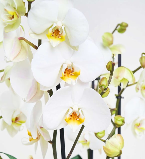 8-dal-beyaz-orkide-aranjmani-at3492-791c0829-19b3-4582-ba77-9af618b3b78f
