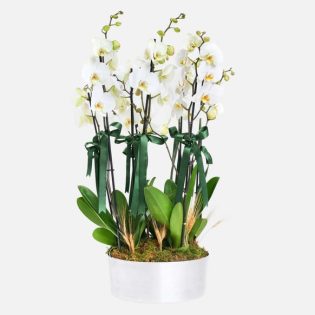 8 Dal Beyaz Orkide Aranjmanı