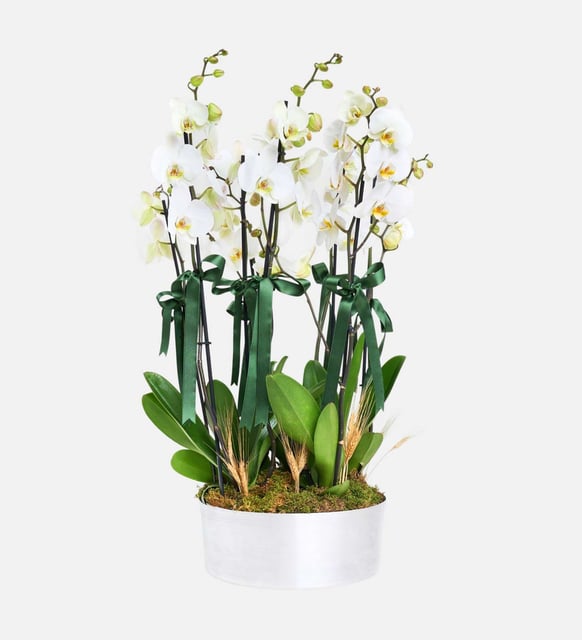 8-dal-beyaz-orkide-aranjmani-at3492-8a65d711-e6b5-46e8-a285-e9898736fbfd