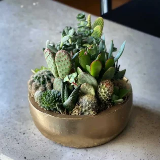 Seramik Vazoda Skulent ve Kaktüs