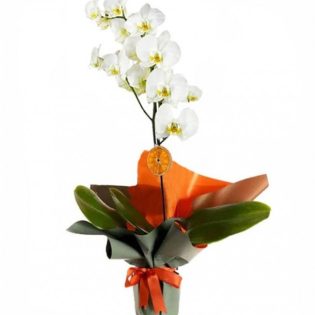 Scarlet Tek Dal Orkide Çiçeği
