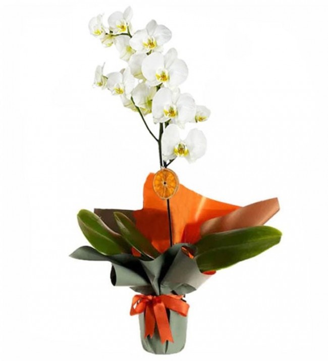 Scarlet Tek Dal Orkide Çiçeği