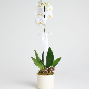 Phalaenopsis Tek Dal Orkide Çiçeği