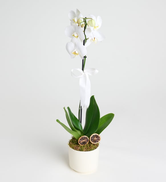 at192-1-8dcf9c6b8ec0134-79588025