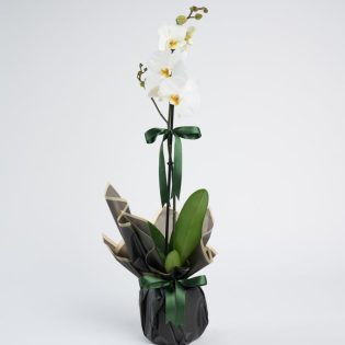 Beyaz Polimer Saksıda Tekli Beyaz Phalanopsis Orkide