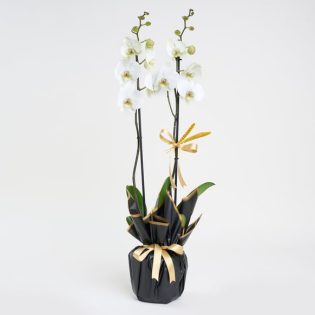 Beyaz Polimer Saksıda Çiftli Beyaz Phalanopsis Orkide