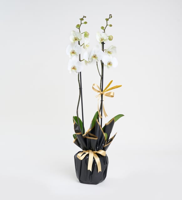 beyaz-beton-saksida-ciftli-beyaz-phalanopsis-orkide-at4406-0858af7d-63ec-4037-9703-35881f7ee789