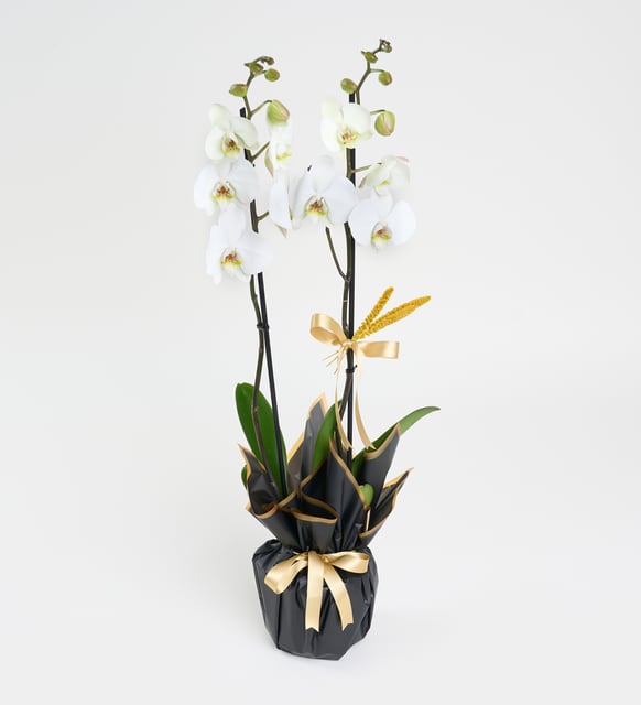 beyaz-beton-saksida-ciftli-beyaz-phalanopsis-orkide-at4406-970de1f2-976d-4ab5-9476-c5fb889820df