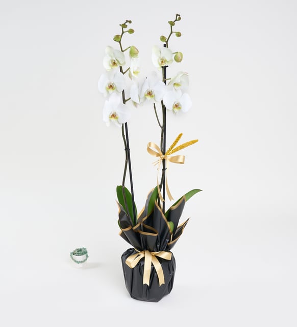 beyaz-beton-saksida-ciftli-beyaz-phalanopsis-orkide-at4406-9d11ae94-4979-4b11-b769-9bc63f4a723e