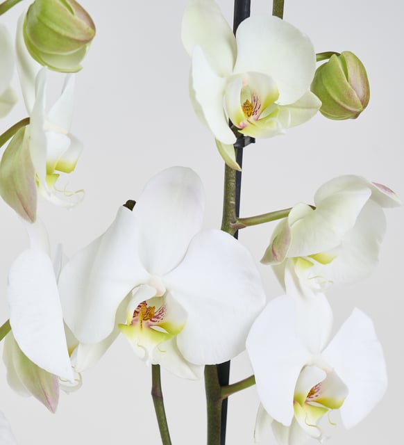 beyaz-beton-saksida-ciftli-beyaz-phalanopsis-orkide-at4406-cd51dd4a-7c80-4a90-ba61-6a3a1db7ade1