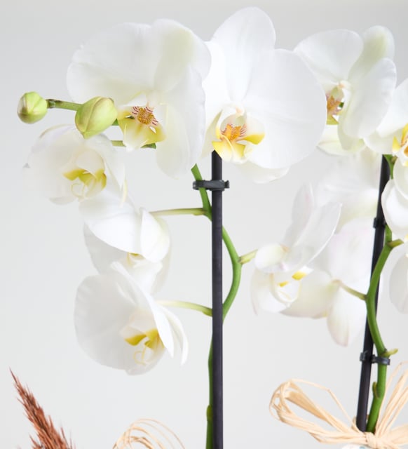 gazete-buket-kagitli-saksida-beyaz-ciftli-orkide-vbt1302-927678d3-9147-4693-983e-57505de667f0