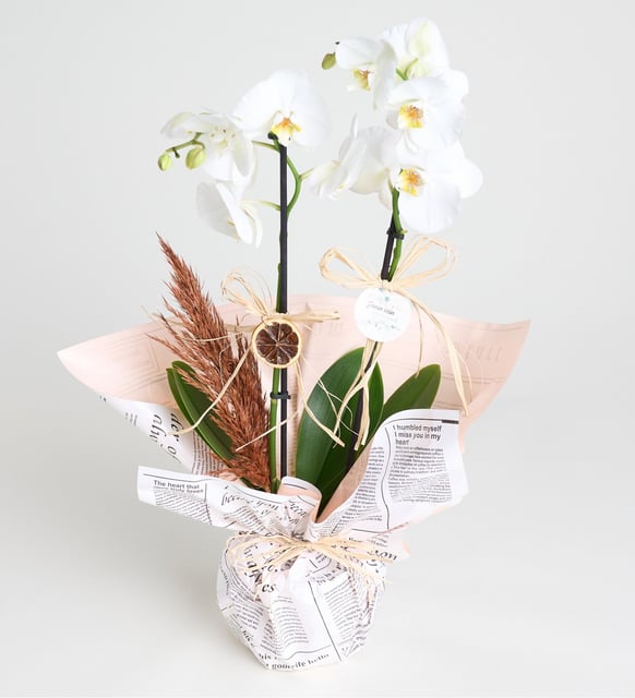 gazete-buket-kagitli-saksida-beyaz-ciftli-orkide-vbt1302-cab9b1b2-8efc-4dca-818e-24975d0ae0d5