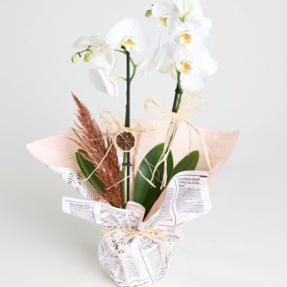 Gazete Buket Kağıtlı Saksıda Beyaz Çiftli Orkide