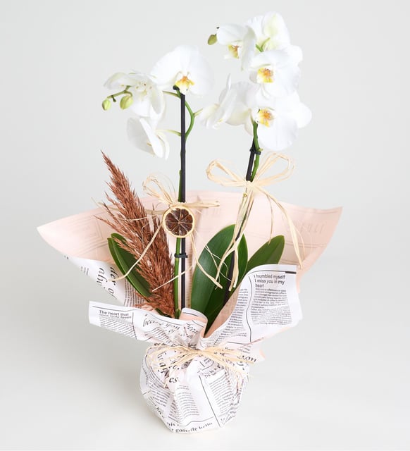 gazete-buket-kagitli-saksida-beyaz-ciftli-orkide-vbt1302-d46dc497-e56d-412b-9eb8-2f01cf3500d5