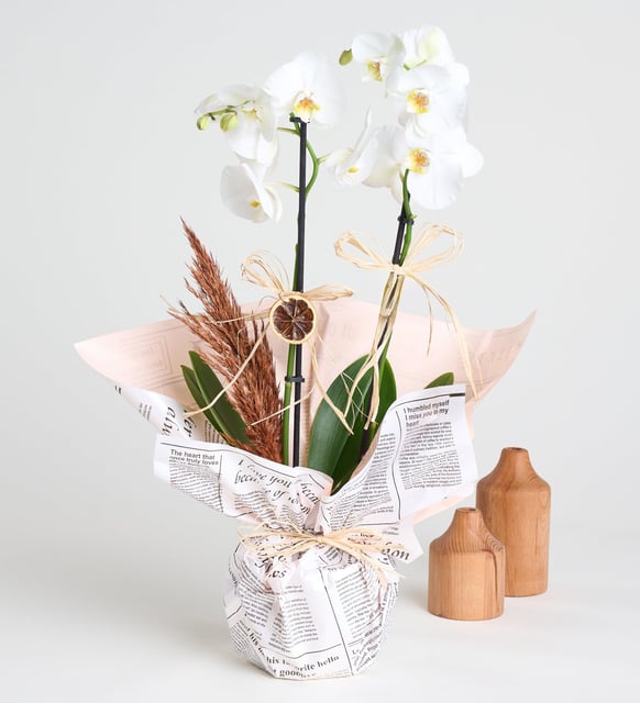 gazete-buket-kagitli-saksida-beyaz-ciftli-orkide-vbt1302-ee81304a-18b3-4189-bc97-959b489e1c85