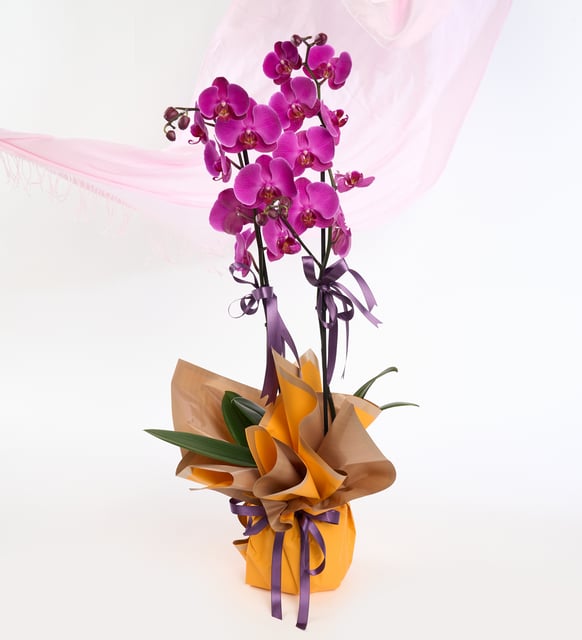 sari-buket-kagitli-saksida-ciftli-mor-orkide-at5918-9e36e8db-7088-45ae-98fd-1e5857492c9b