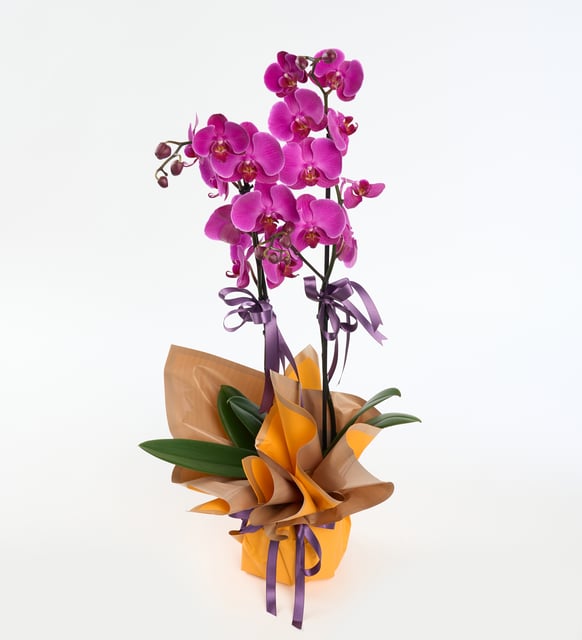 sari-buket-kagitli-saksida-ciftli-mor-orkide-at5918-c55d9e1f-072b-41d6-967c-0e7a35ce0f77