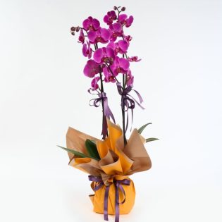 Sarı Buket Kağıtlı Saksıda Çiftli Mor Orkide