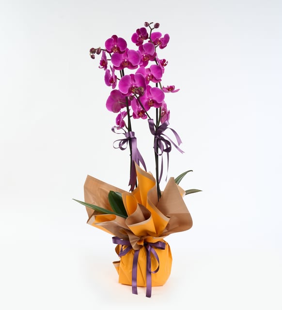sari-buket-kagitli-saksida-ciftli-mor-orkide-at5918-d559dde4-e7c3-418f-99f6-928d3807a47b