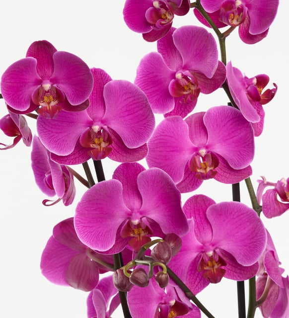 sari-buket-kagitli-saksida-ciftli-mor-orkide-at5918-de726ac7-f776-42d9-95af-01c6ebf87192