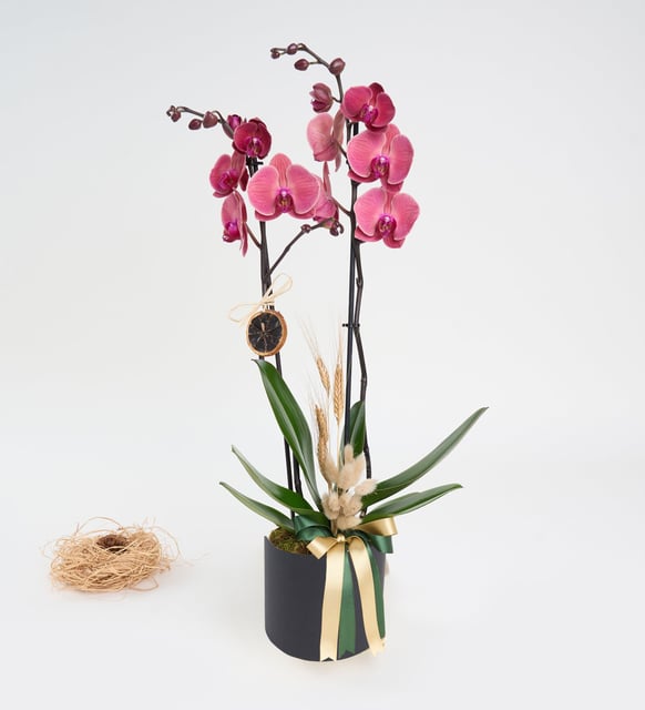 siyah-kutuda-ates-kirmizisi-ciftli-orkide-vbt1495-3235533e-556a-4eaa-a8ee-87675bc56f2a