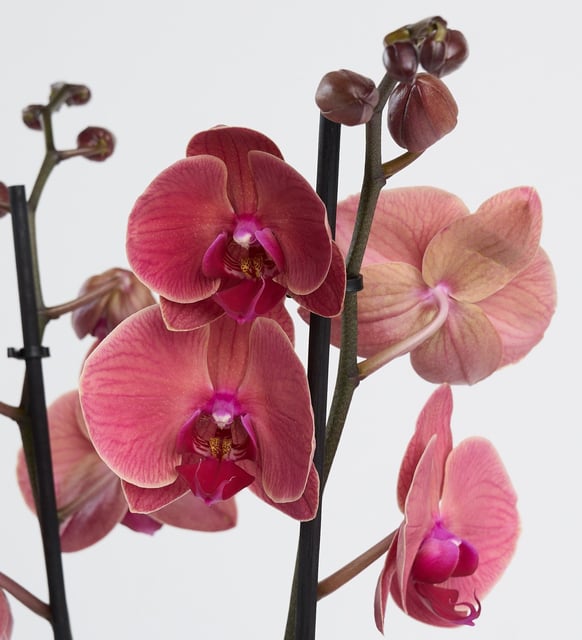 siyah-kutuda-ates-kirmizisi-ciftli-orkide-vbt1495-5139799b-cd52-4a58-bae8-e4a383366149