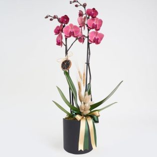 Siyah Kutuda Ateş Kırmızısı Çiftli Orkide