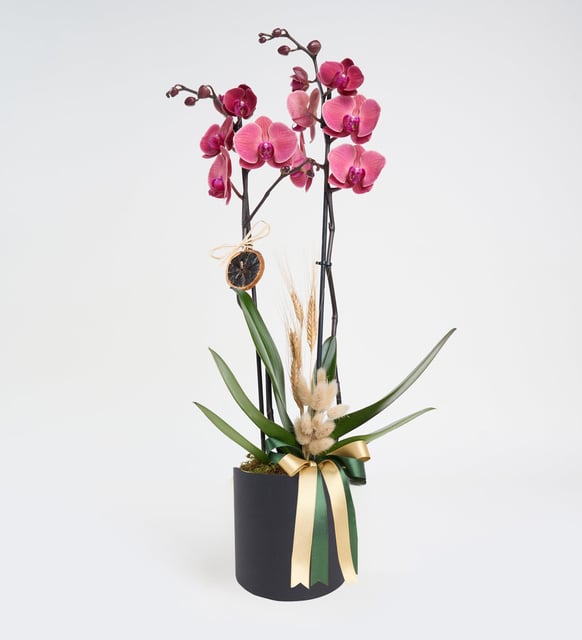 siyah-kutuda-ates-kirmizisi-ciftli-orkide-vbt1495-a0d0c2a9-bf70-41ca-9430-e416801df0ae