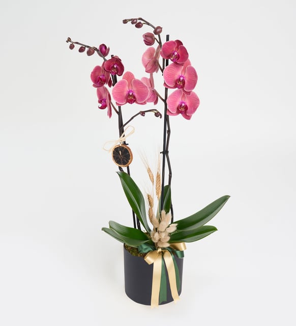 siyah-kutuda-ates-kirmizisi-ciftli-orkide-vbt1495-d3c54875-85d4-4b11-870a-18a4faa8a07c