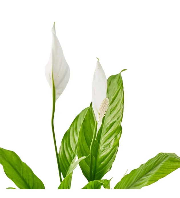 411c7202-dce9-43f3-8715-2c41a7074cc6