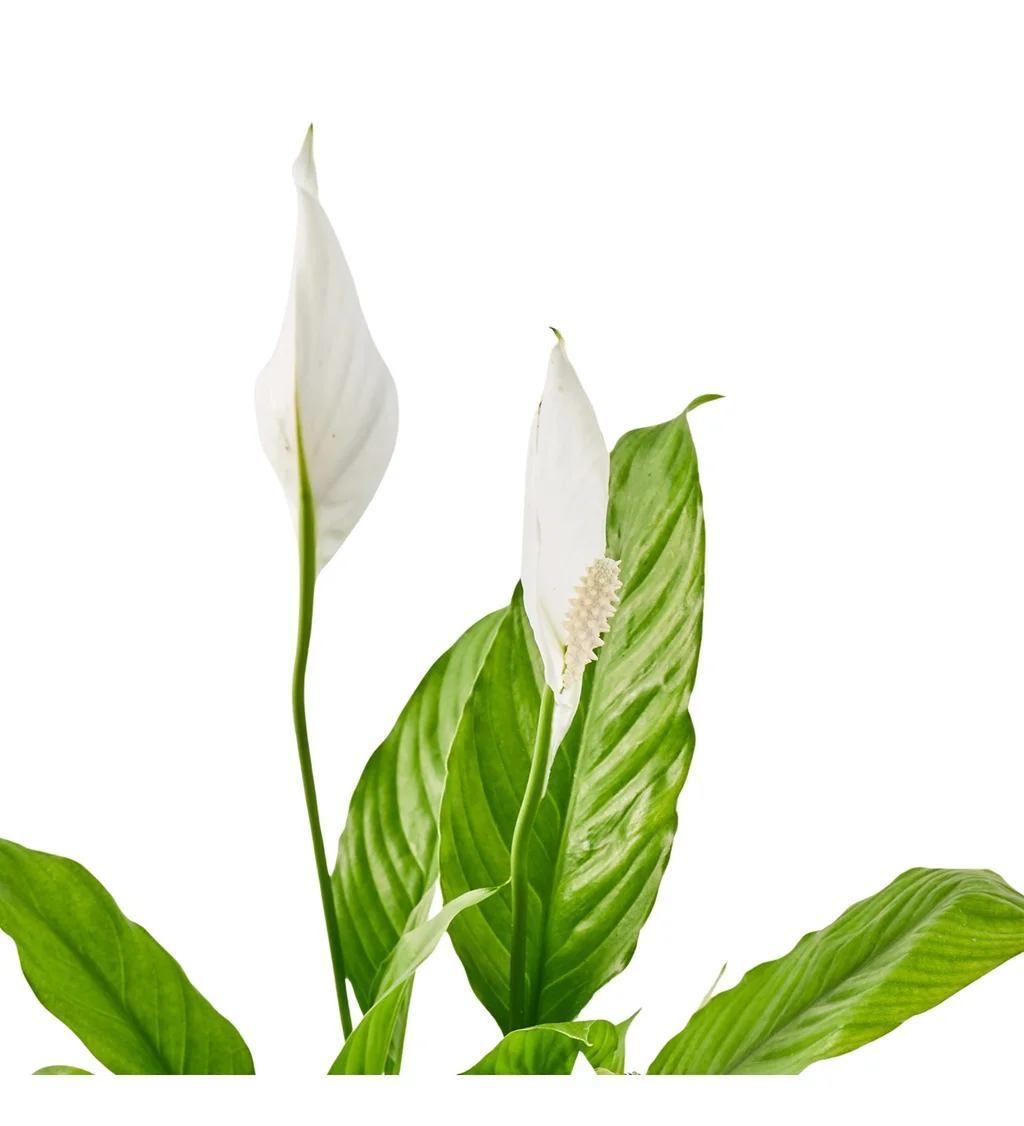 411c7202-dce9-43f3-8715-2c41a7074cc6