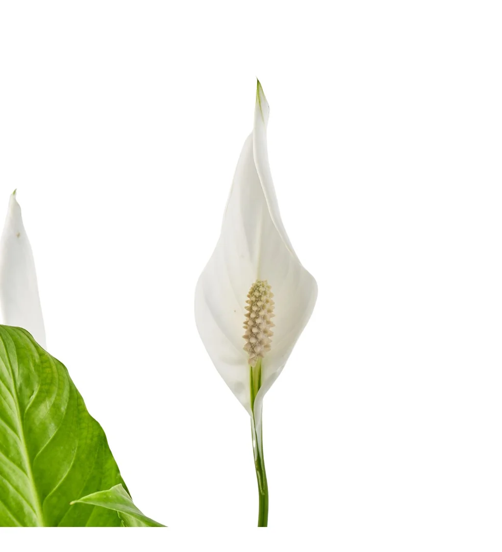 5d66ad81-08ee-4824-aa49-4c16d9db2ab1